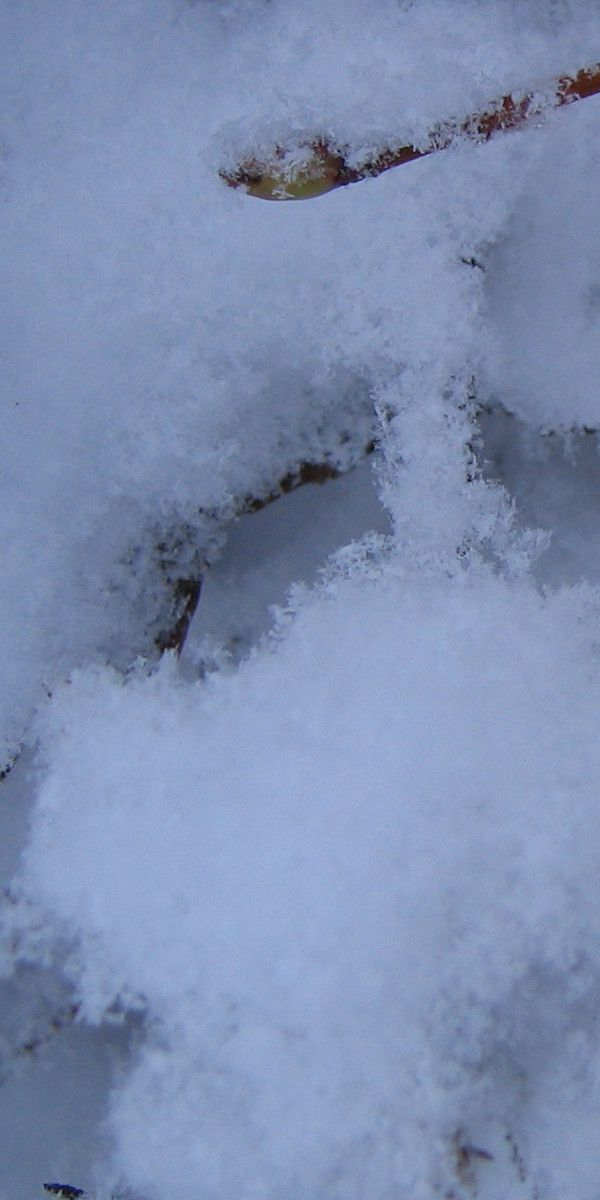 back_board_sample_snow.jpg
